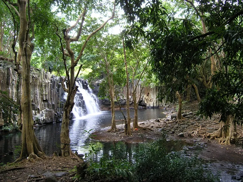forêt