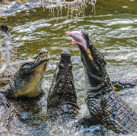 crocodile