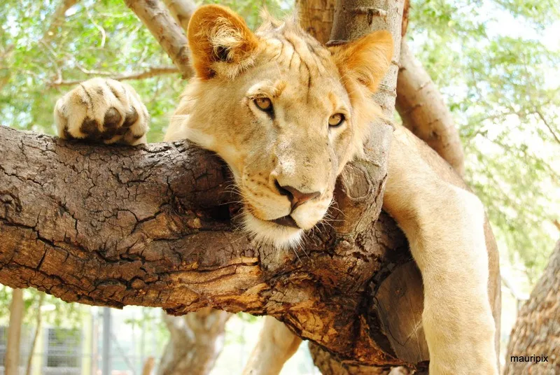 lion