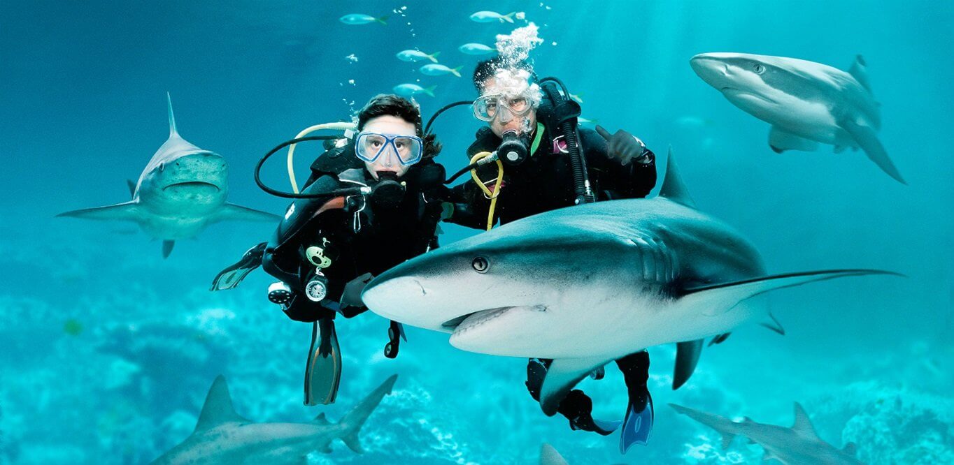 sea-aquarium-diving-shark-dive